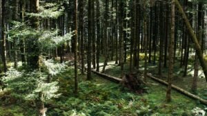 Tree fallen in the mountains due to disease, uprooted roots