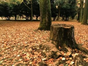 The Tree Clearing Process