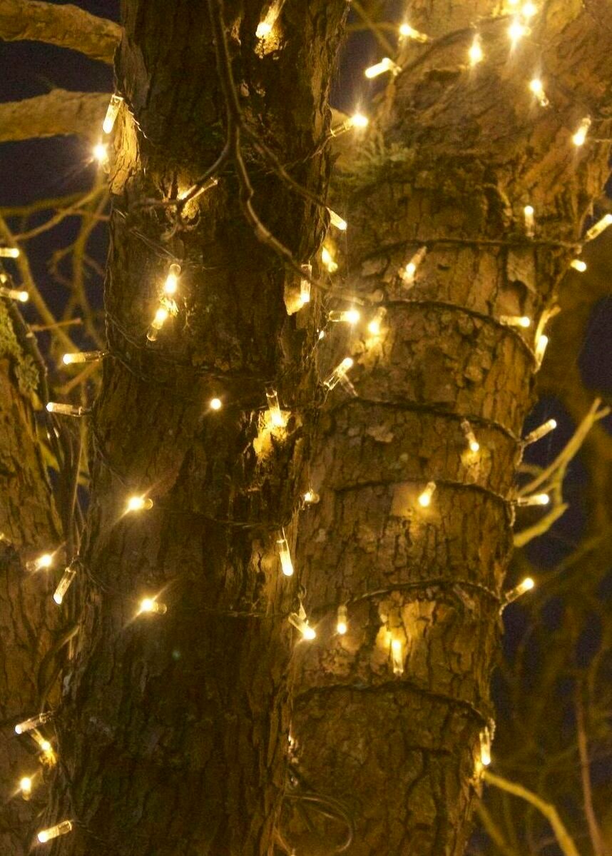 Putting up twinkly lights on tree trunk