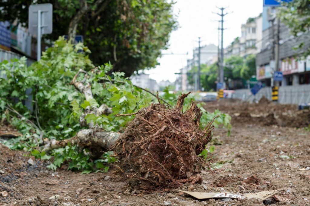 The tree is uprooted from the earth with roots and lies on the road