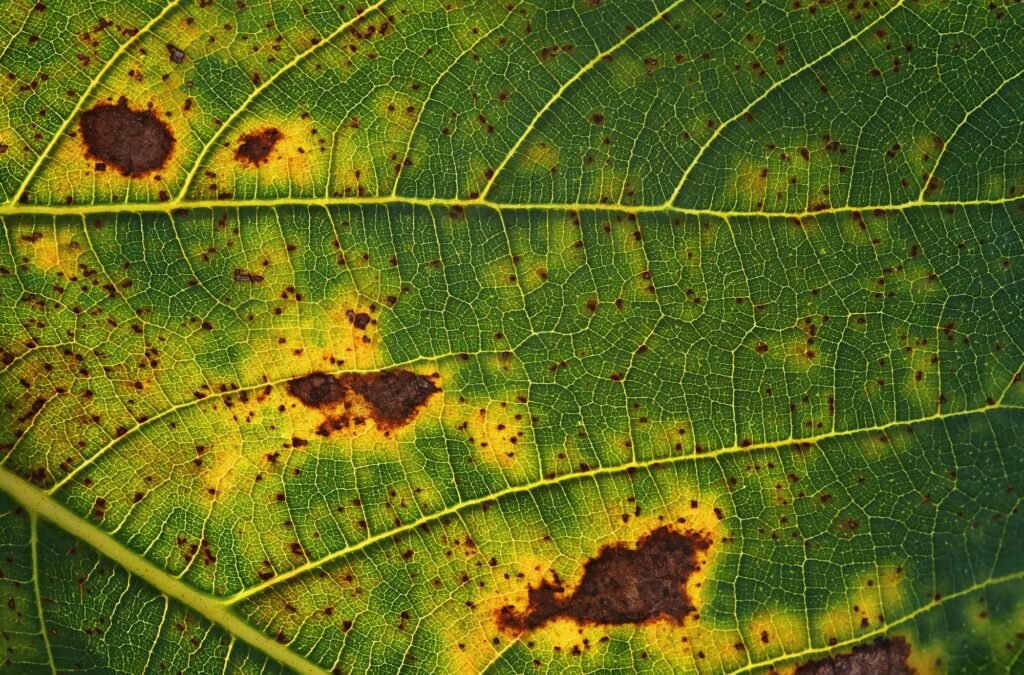 Brown spots on the figs leaf cause plant disease