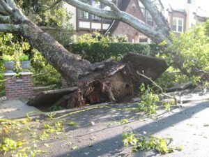tree, uprooted, tornado, nature, winds, damage, storm, disaster, fallen, weather-14340.jpg