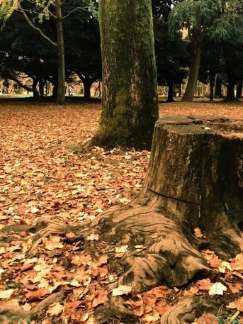 The Tree Clearing Process The Tree Clearing Process